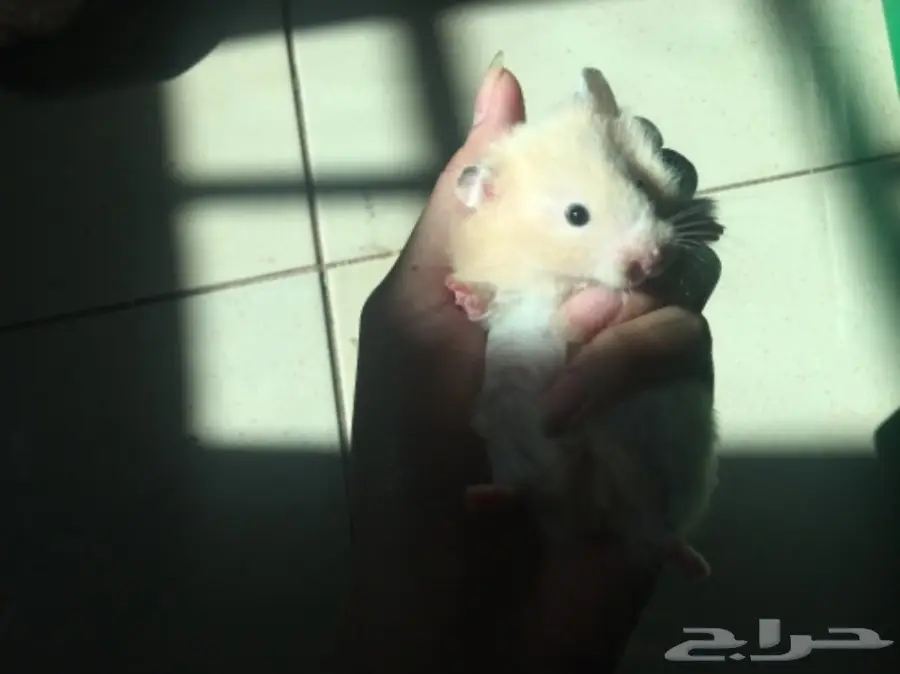 هامسترات جميله الواحد ب 20  (image 1)