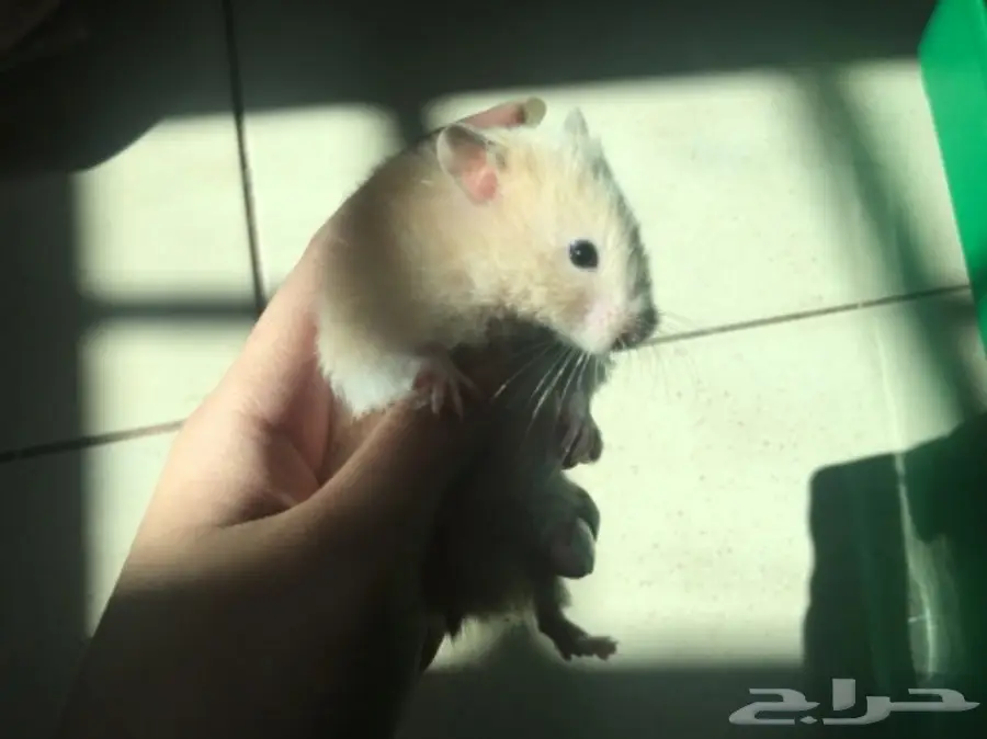 هامسترات جميله الواحد ب 20  (image 2)