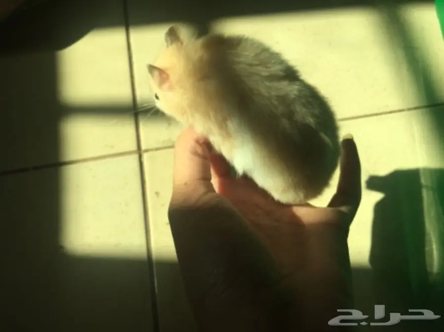 هامسترات جميله الواحد ب 20  (image 3)