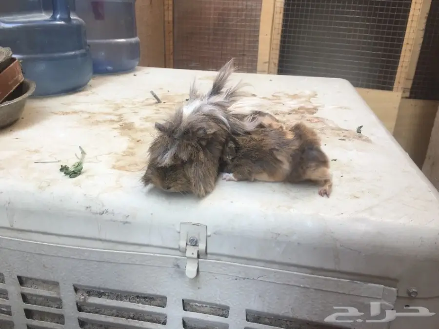 برجراف جذاب لبيع كلاب برجواي وفرنسي (image 3)