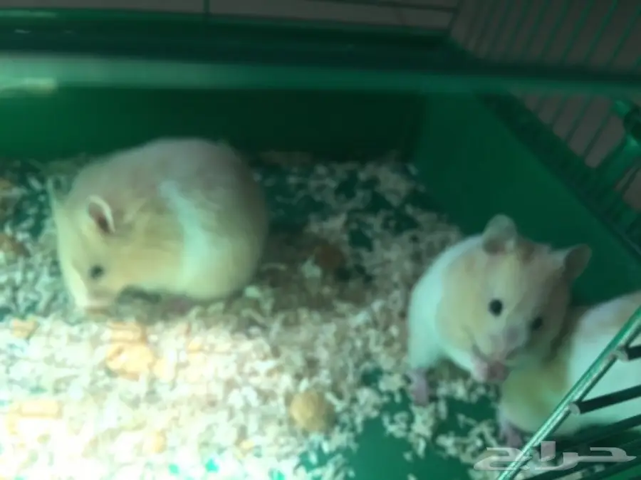 هامسترات جميله الواحد ب 20  (image 4)