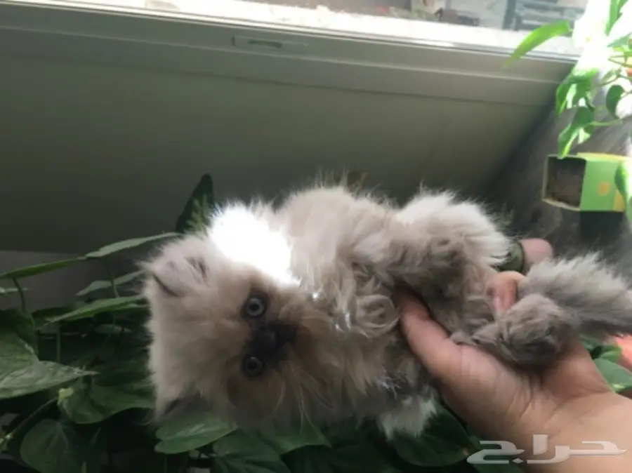 أجمل كيتن همالايا للبيع ب 800 ريال (image 1)