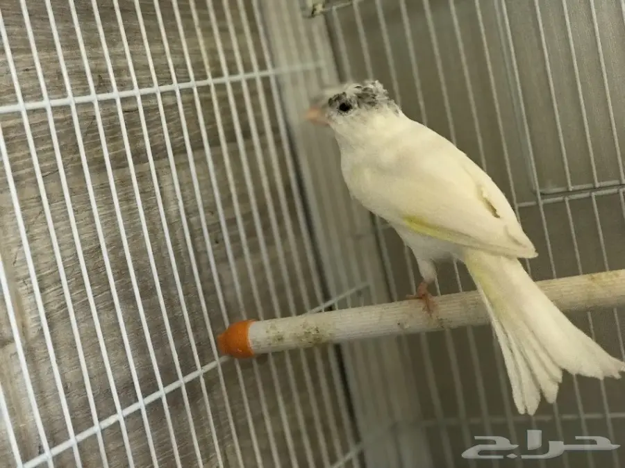 ذكر كناري مغرد ومنتج 