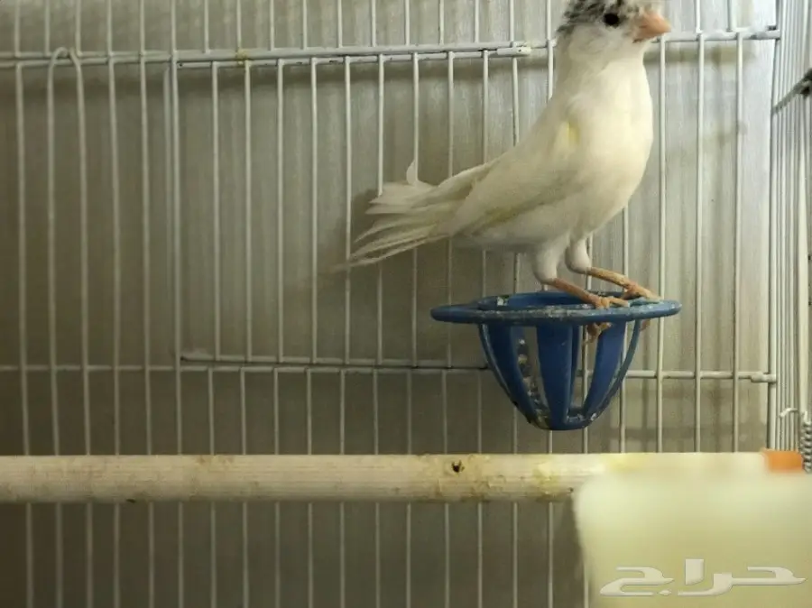 ذكر كناري مغرد ومنتج  (image 1)