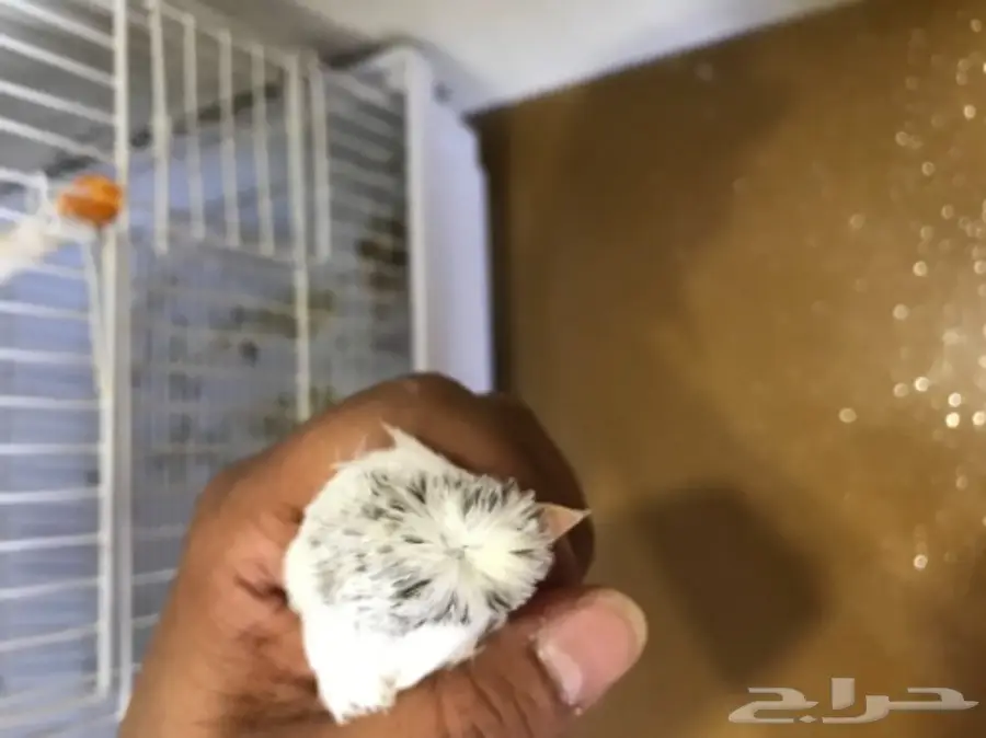 ذكر كناري مغرد ومنتج  (image 2)