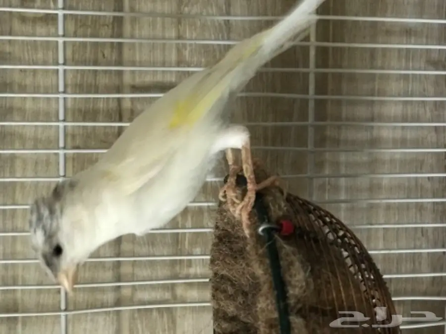 ذكر كناري مغرد ومنتج  (image 3)