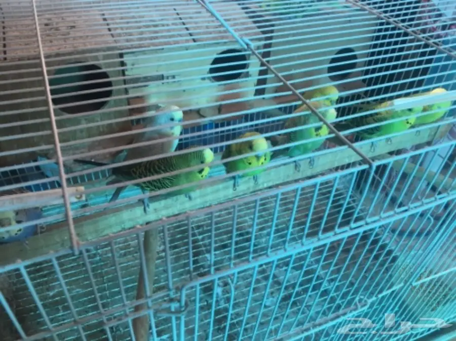 طيور بادجي للبيع 