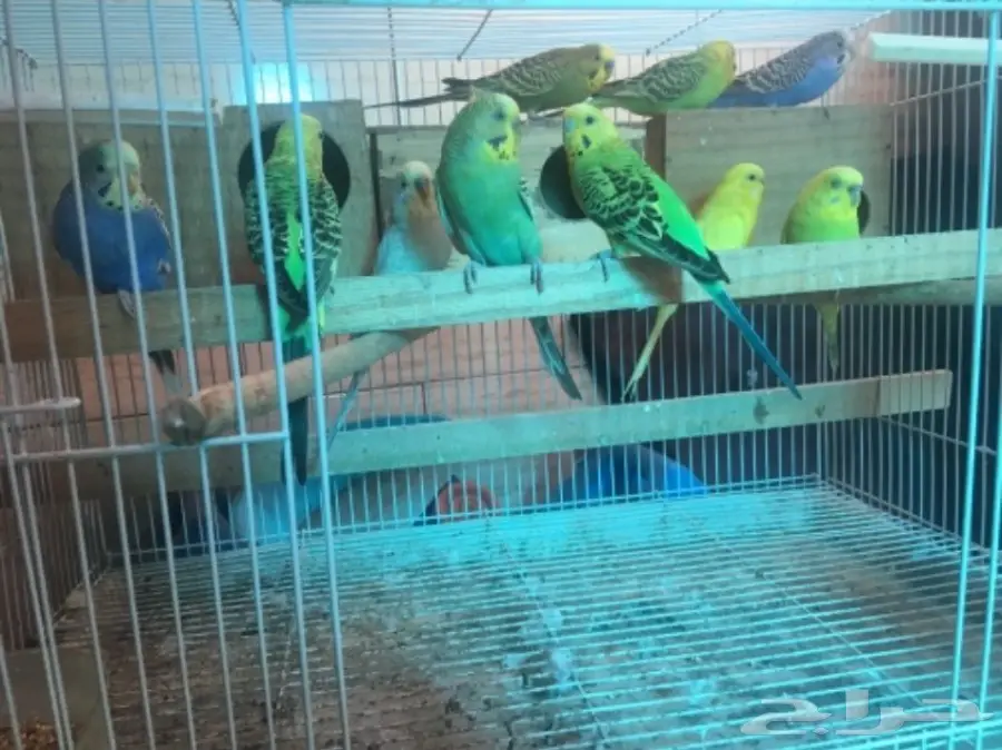 طيور بادجي للبيع  (image 1)