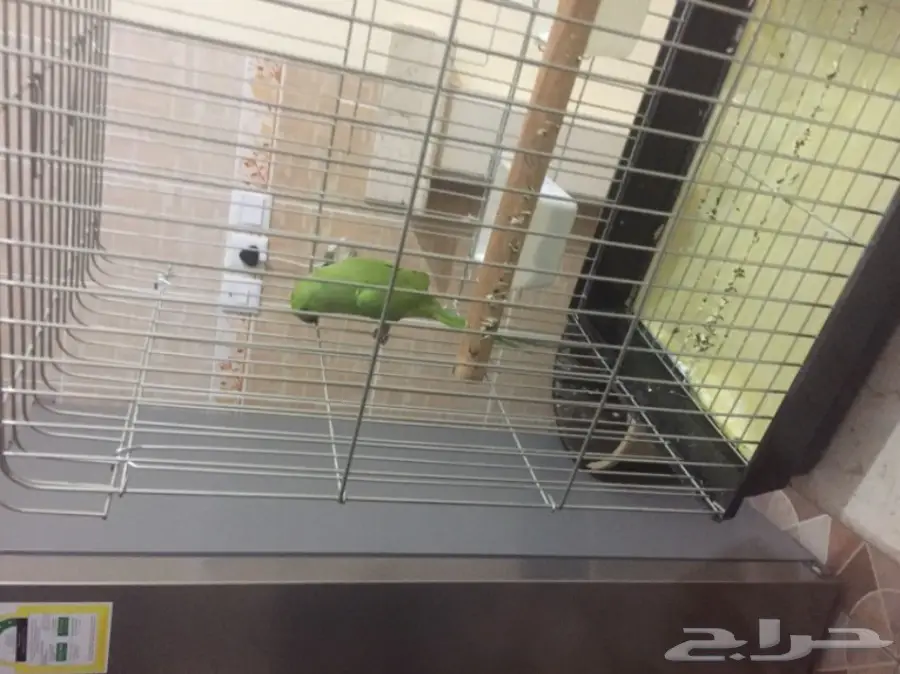 دره للبيع ذكر 