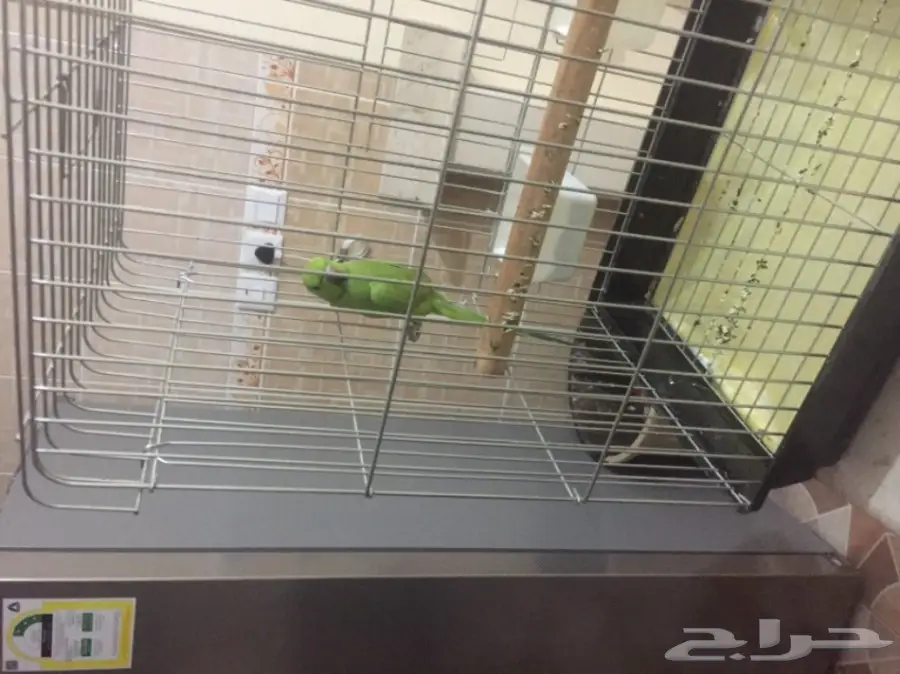 دره للبيع ذكر  (image 1)