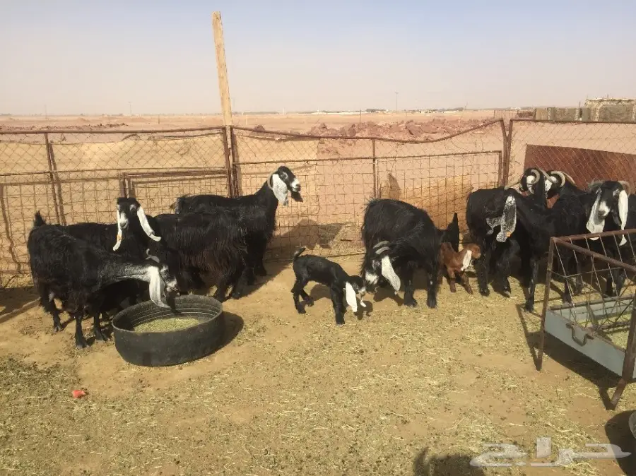 فرصة ذهبية: مجموعة أعناق رفيقة في الرس!