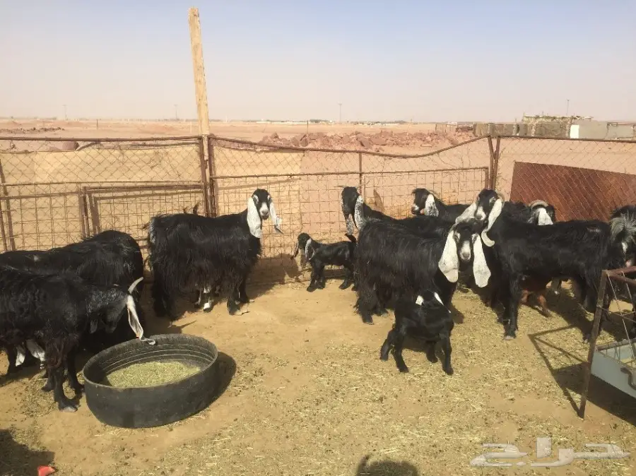 فرصة ذهبية: مجموعة أعناق رفيقة في الرس! (image 1)