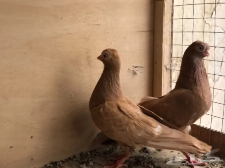 جوز كوري (image 1)