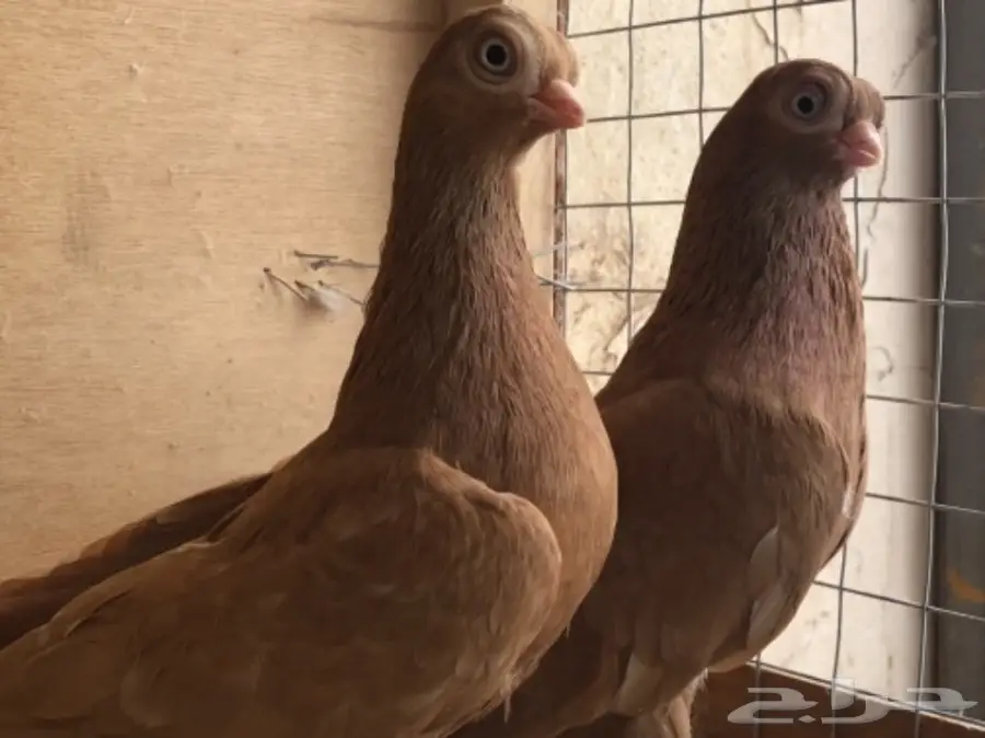 جوز كوري (image 2)