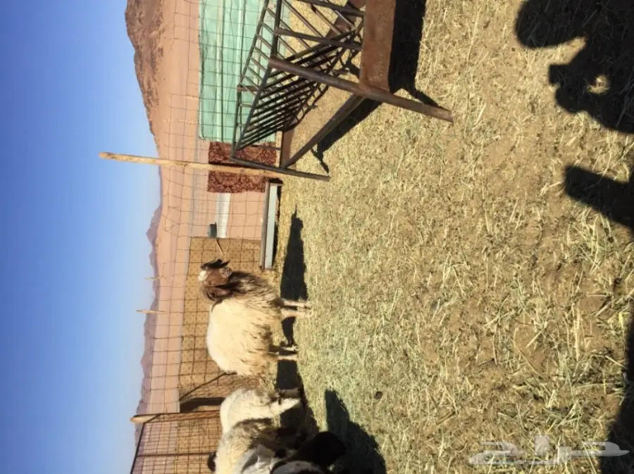 خروف فحل للبيع