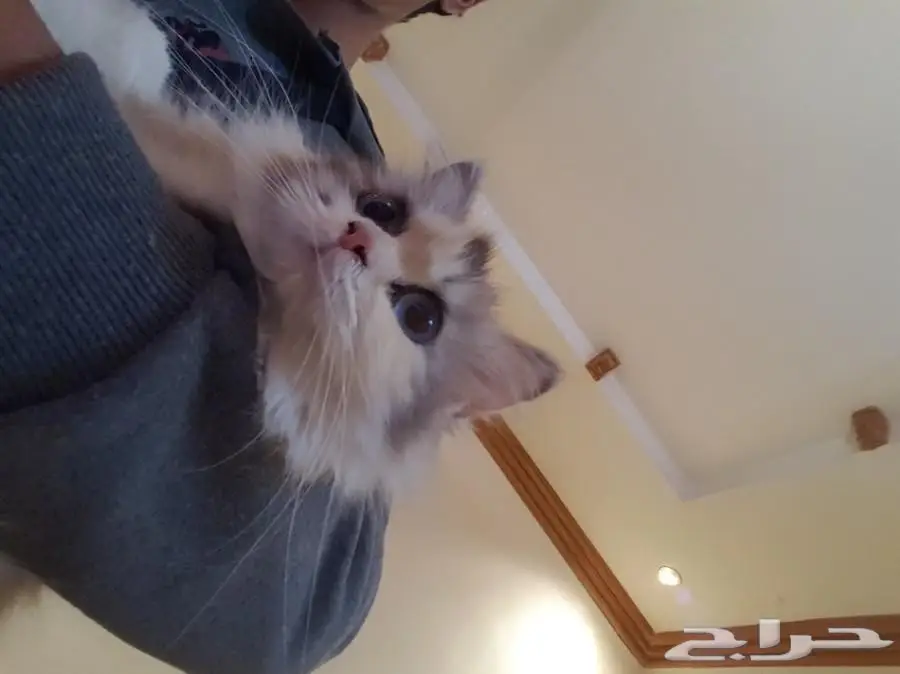 راغدول حامل للبيع  (image 1)