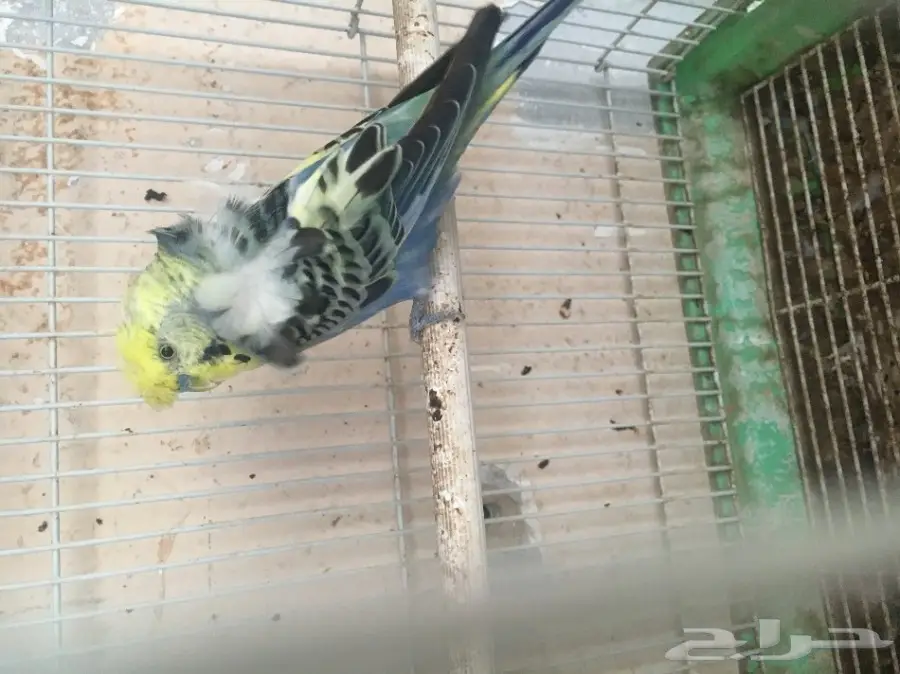 للبيع ذكر بادجي هوجو ياباني