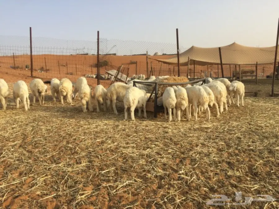 طليان حريه والبيع سمح