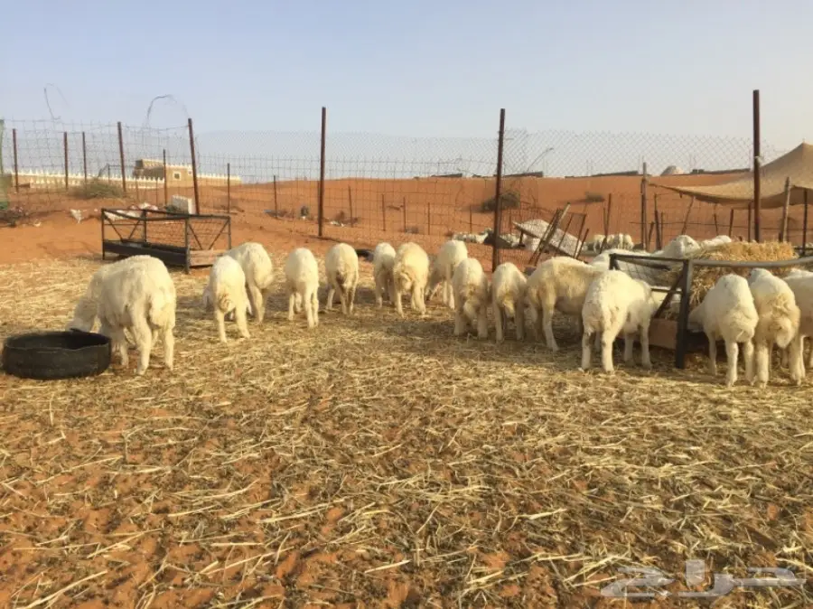 طليان حريه والبيع سمح (image 1)