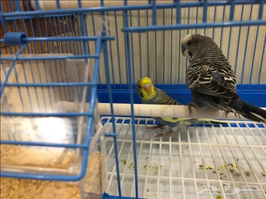 اجواز بادجي منتجة 