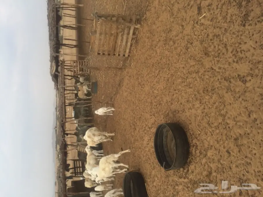 غنم للبيع (image 1)