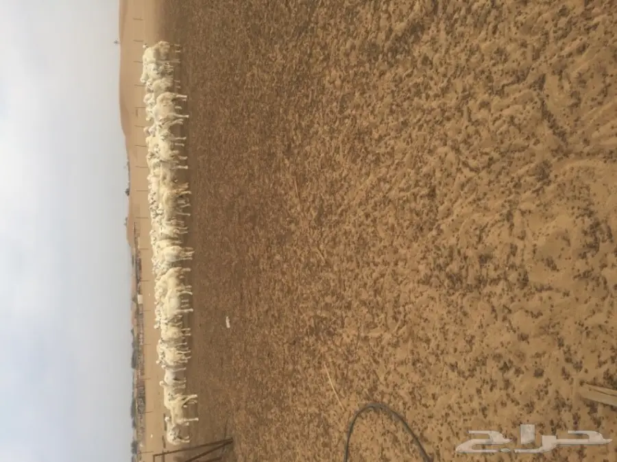 غنم للبيع (image 2)