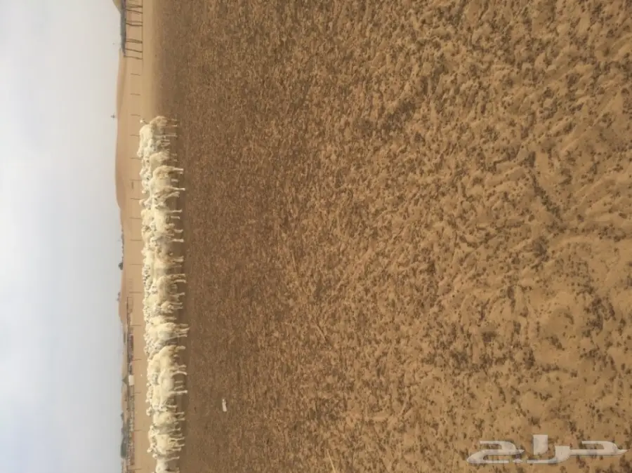 غنم للبيع (image 3)