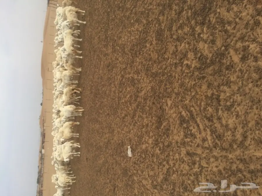 غنم للبيع (image 4)