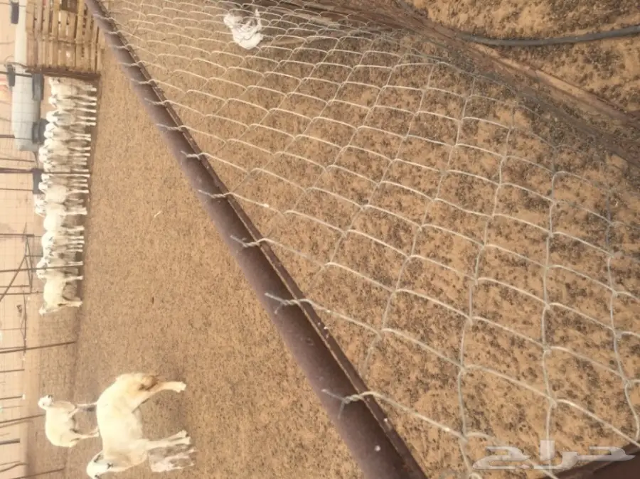 غنم للبيع (image 5)