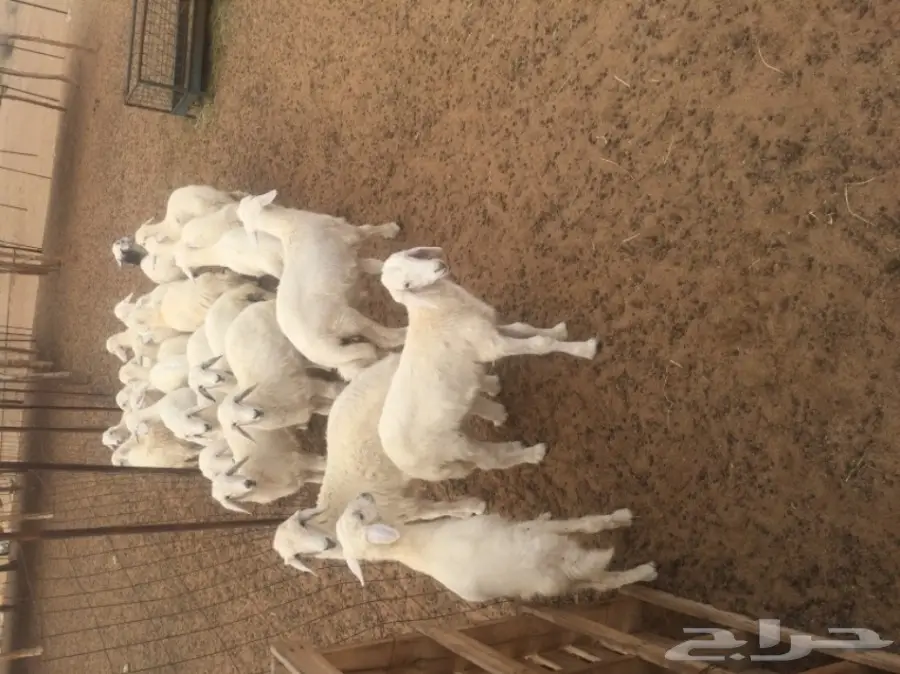 غنم للبيع (image 6)