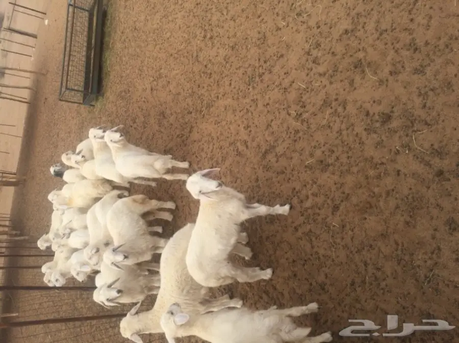 غنم للبيع (image 7)