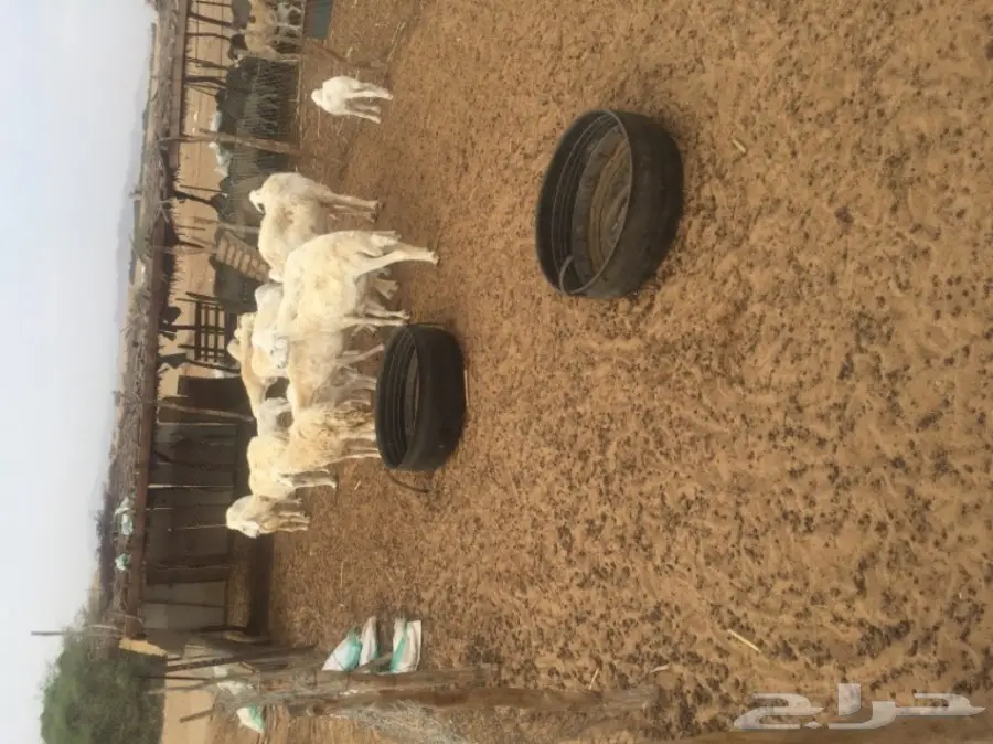 غنم للبيع (image 8)