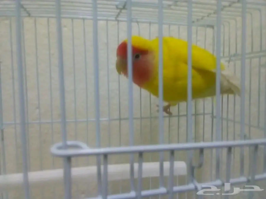 فرصة ذهبية! منزل أحلامك في انتظارك (image 2)