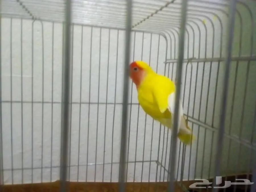 فرصة ذهبية! منزل أحلامك في انتظارك (image 4)