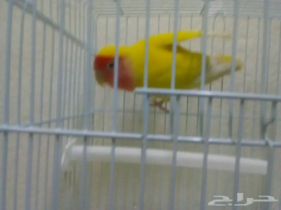 فرصة ذهبية! منزل أحلامك في انتظارك (image 7)