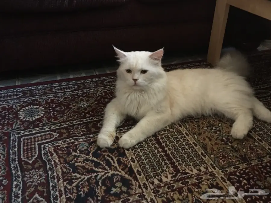 قط اليف جدا للبيع