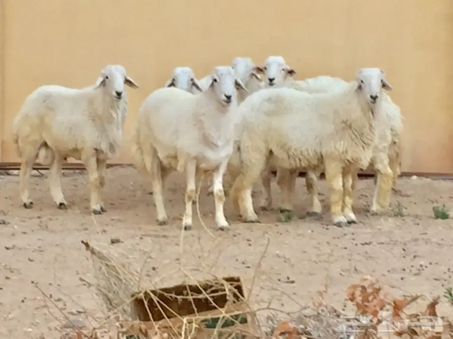 6 طليان حريه للبيع