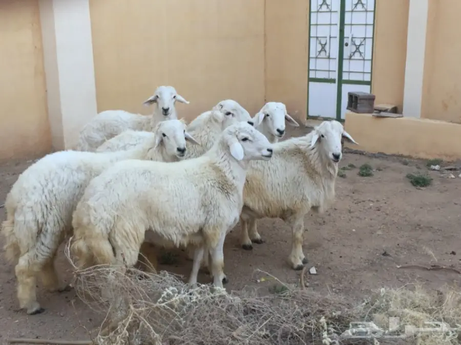 6 طليان حريه للبيع (image 1)