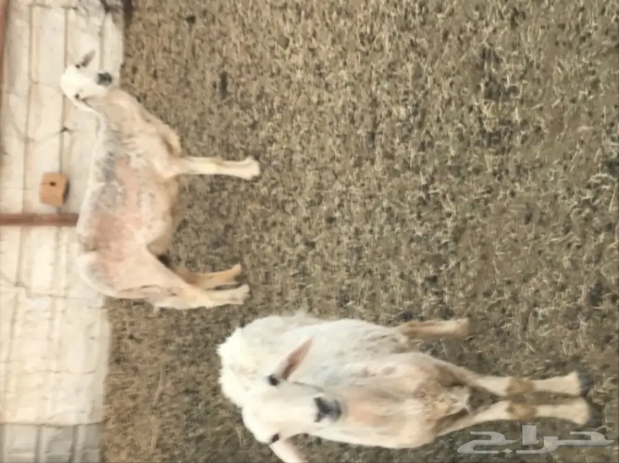 للبيع: غنم كبير ومعدات - فرصة لا تعوض!