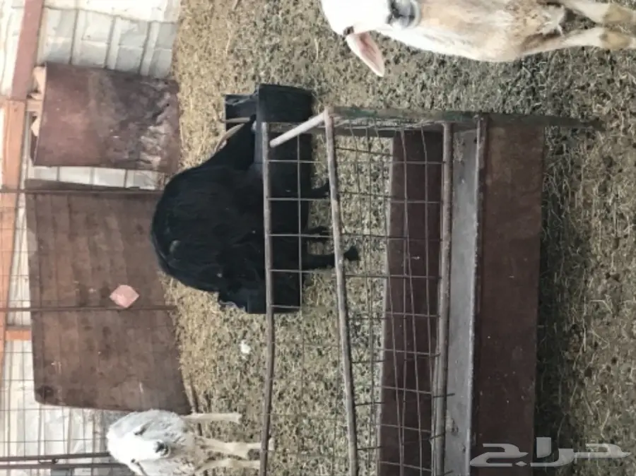 للبيع: غنم كبير ومعدات - فرصة لا تعوض! (image 1)