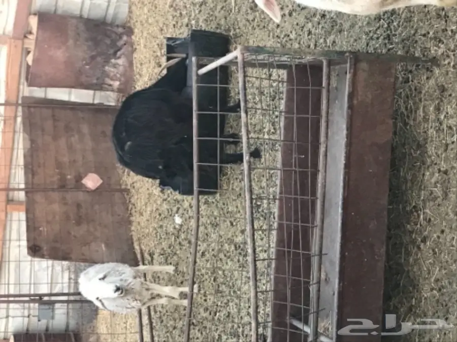 للبيع: غنم كبير ومعدات - فرصة لا تعوض! (image 2)