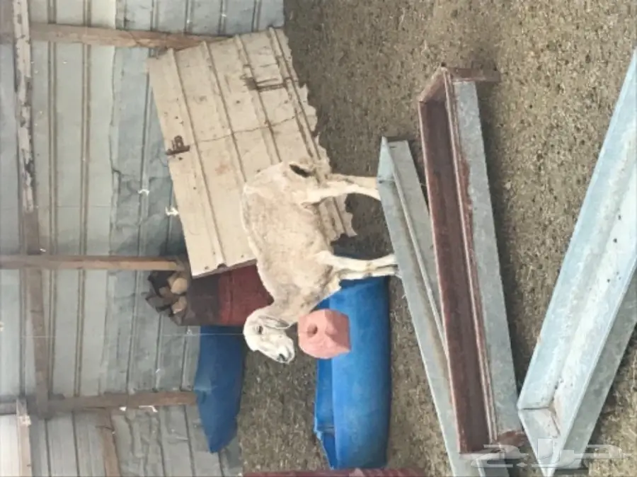 للبيع: غنم كبير ومعدات - فرصة لا تعوض! (image 3)