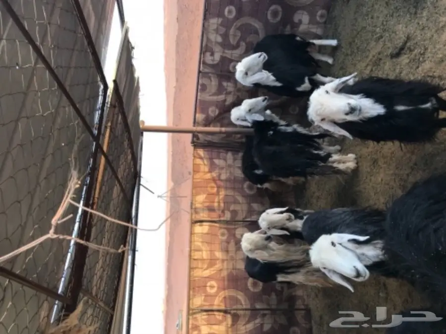 غنم نجد للبيع