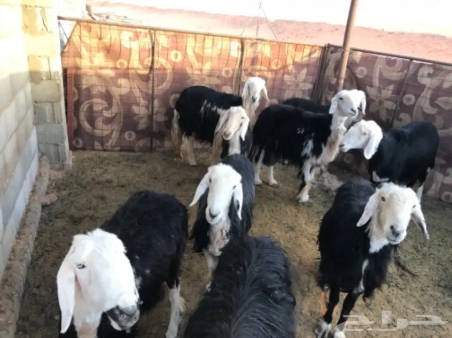 غنم نجد للبيع (image 1)