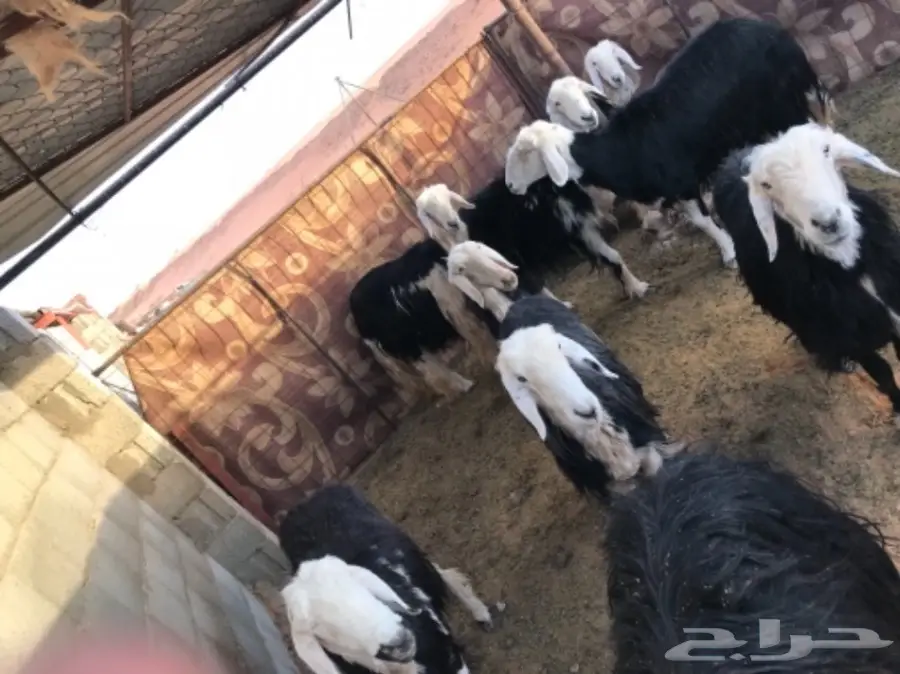 غنم نجد للبيع (image 2)