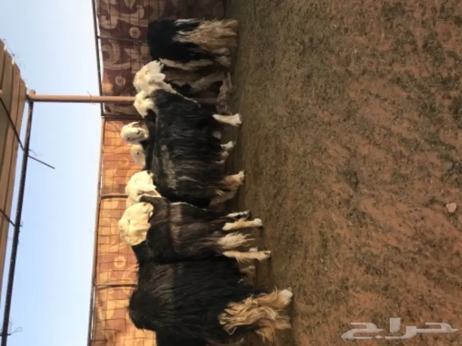 غنم نجد للبيع (image 3)