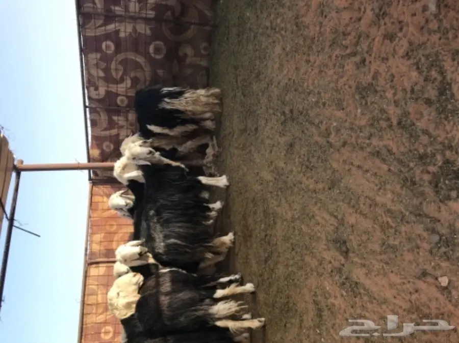 غنم نجد للبيع (image 4)