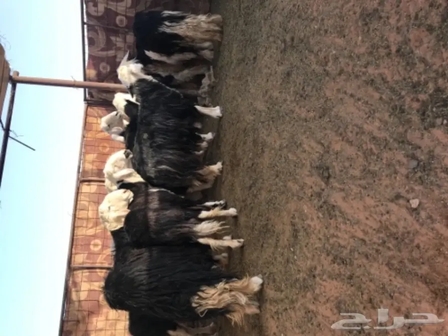 غنم نجد للبيع (image 5)