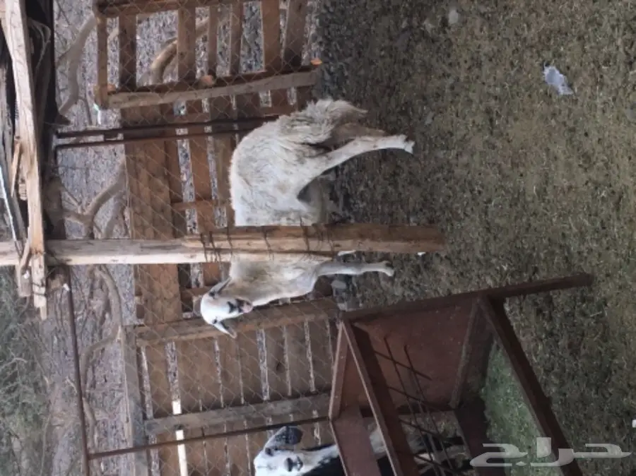 نعجة تحتها خروف عمره اسبوع  وسنها سدس 