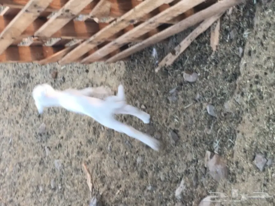 نعجة تحتها خروف عمره اسبوع  وسنها سدس  (image 1)